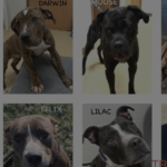 Dog Adoption Event March 24