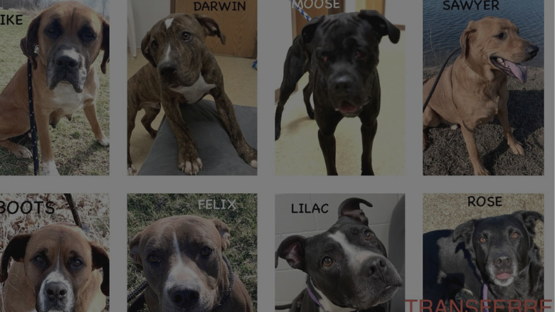 Dog Adoption Event March 24