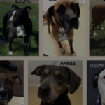 Meet Sawyer & Oscar from the Wood County Dog Shelter