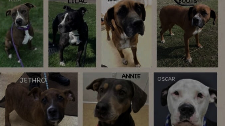 Meet Sawyer & Oscar from the Wood County Dog Shelter