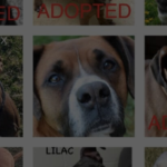 Dog Shelter Reduces Adoption Fees