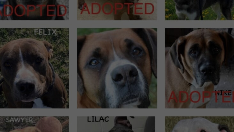 Dog Shelter Reduces Adoption Fees