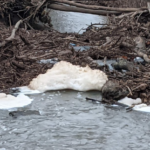 Swan Creek Clean-Up Brings Questions to Residents in Henry, Lucas, and Fulton Counties