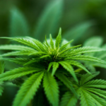 NW Ohio Towns Enact Marijuana Moratoriums