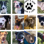 Wood County Shelter Encourages Dog Adoptions as Shelter Sees Rise in Intakes