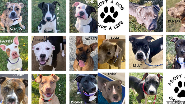 Wood County Shelter Encourages Dog Adoptions as Shelter Sees Rise in Intakes