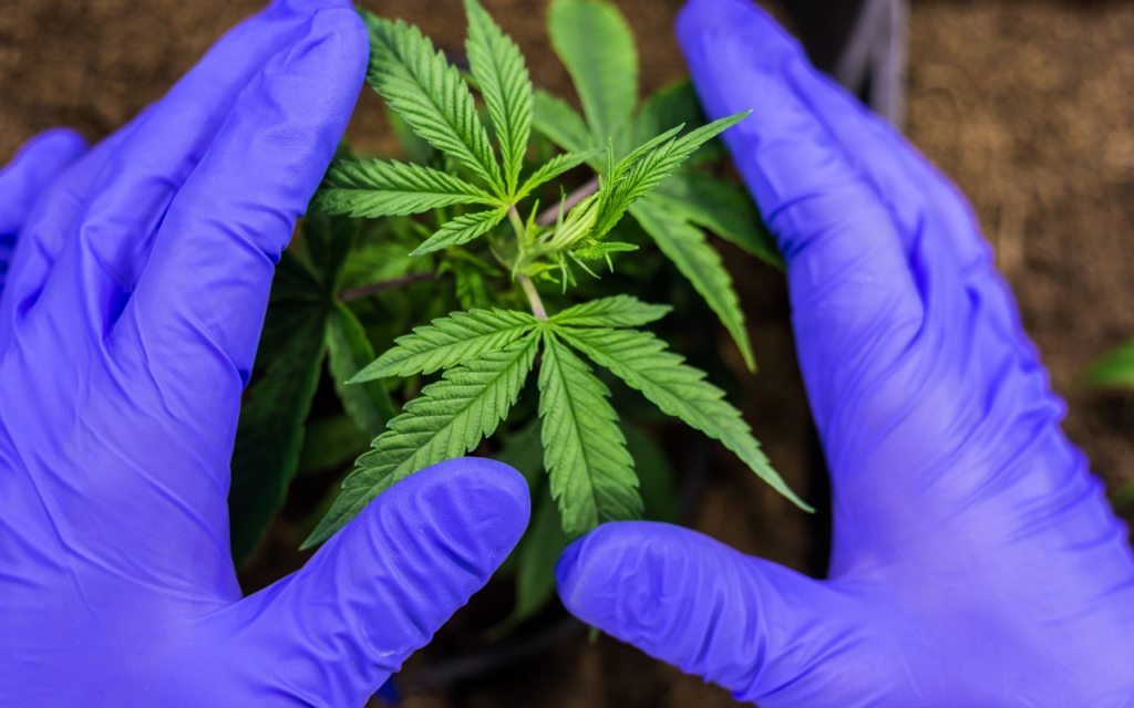 Area Cities & Village Extend Cannabis Moratoriums Amid Regulatory Delays