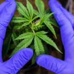 Area Cities & Village Extend Cannabis Moratoriums Amid Regulatory Delays