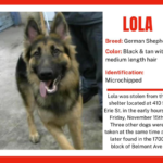 LC4 Facility Broken Into, One Dog Still Missing