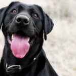 2025 Dog Registrations Open Sunday in Wood County