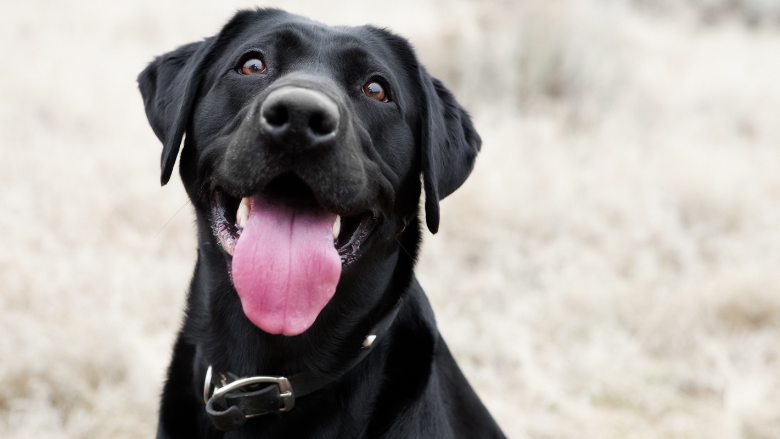 2025 Dog Registrations Open Sunday in Wood County