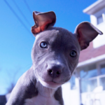 Lucas County Pit Crew Hosts Puppy Yoga