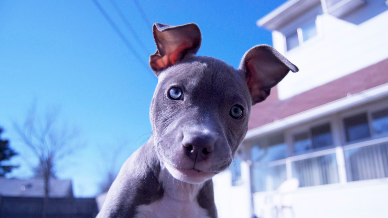 Lucas County Pit Crew Hosts Puppy Yoga