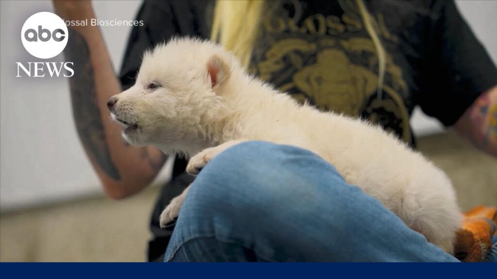 Dire Wolves Are Back—and It’s Giving Jurassic Park Vibes