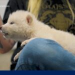 Dire Wolves Are Back—and It’s Giving Jurassic Park Vibes