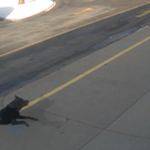 Surveillance video still showing a dog running toward a parent outside Whiteford Elementary School.