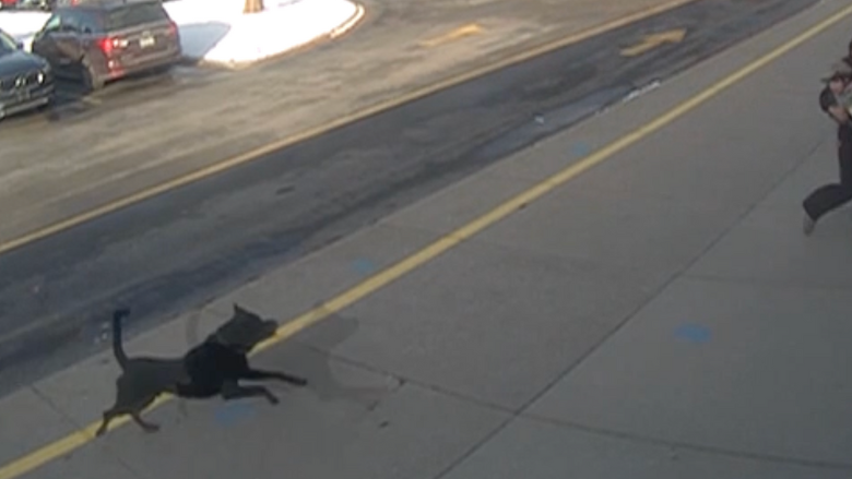 Surveillance video still showing a dog running toward a parent outside Whiteford Elementary School.