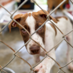 Wood County Humane Society Facing Major Repair as Financial Pressures Grow