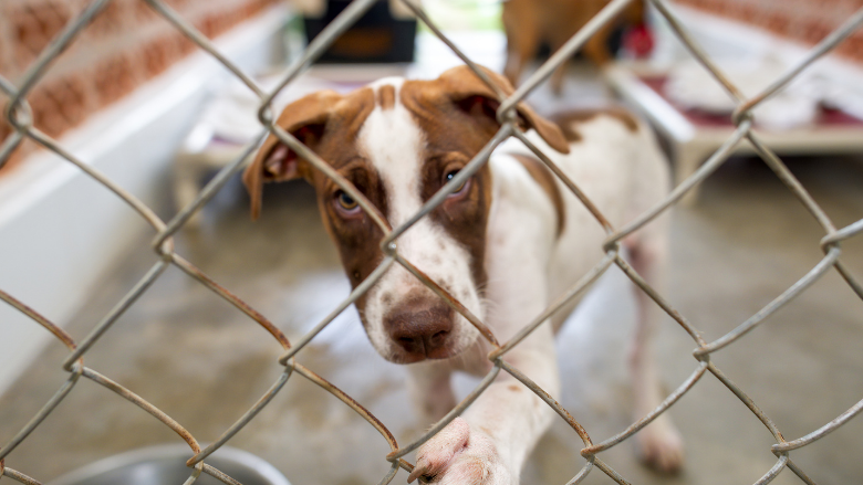 Wood County Humane Society Facing Major Repair as Financial Pressures Grow