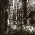 Bigfoot Sightings