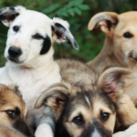 Dogs