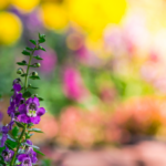 Flower Feature